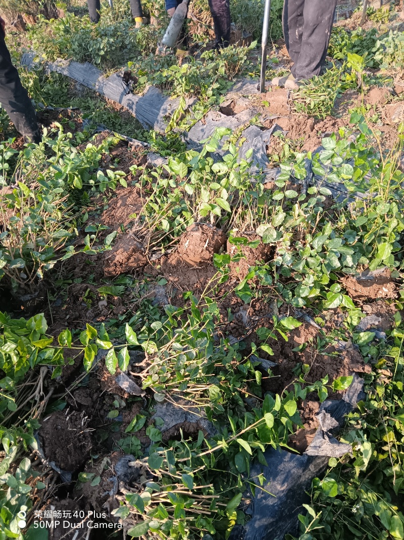 茉莉花