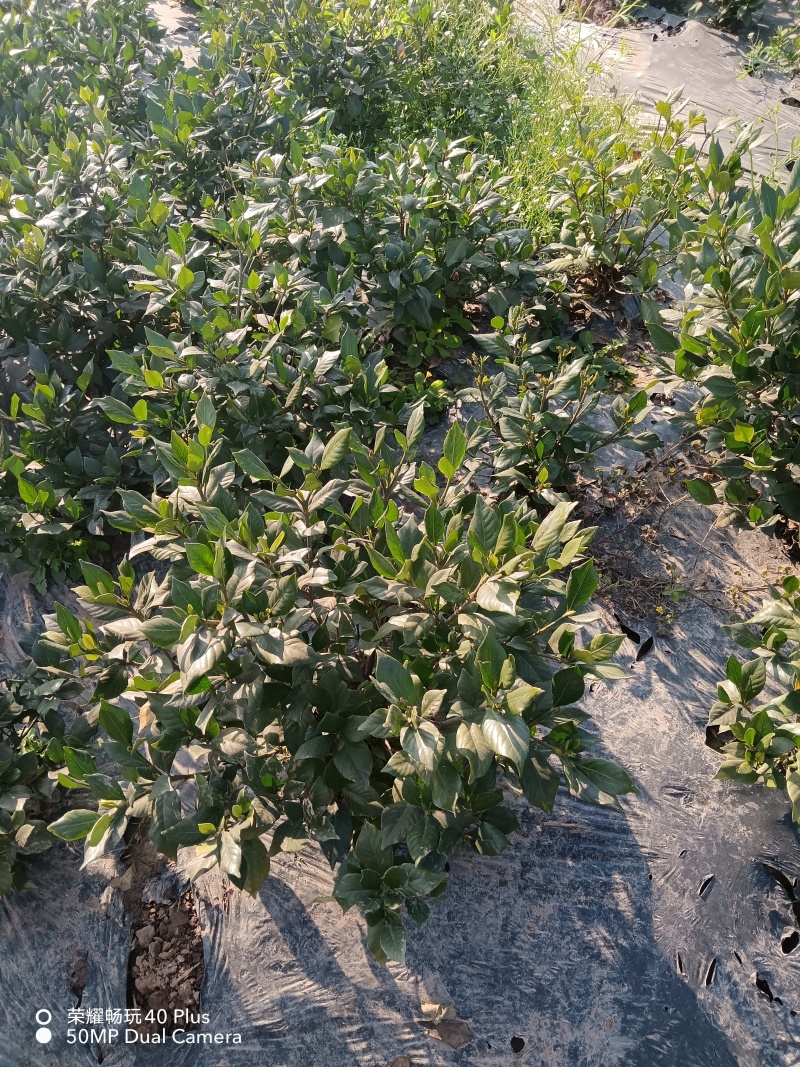 茉莉花