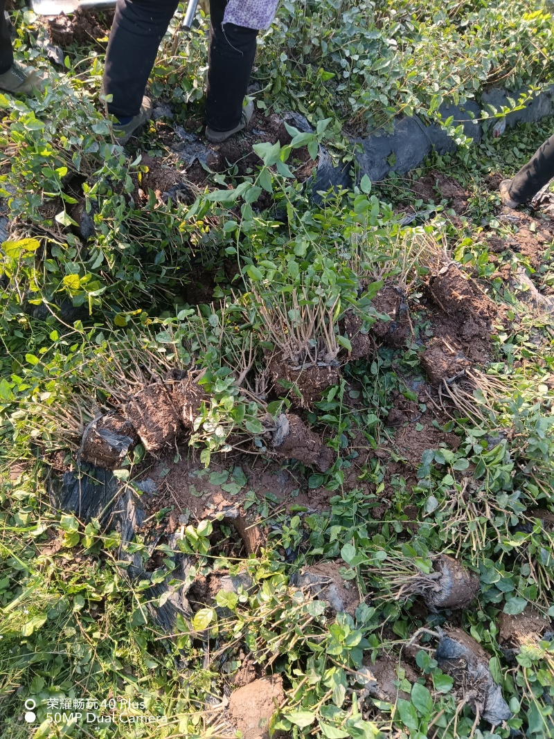 茉莉花