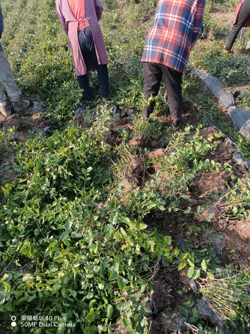 茉莉花