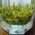 贵州正宗绿茶特级单芽贵定云雾山鸟王绿茶袋装贵州特产春季茶