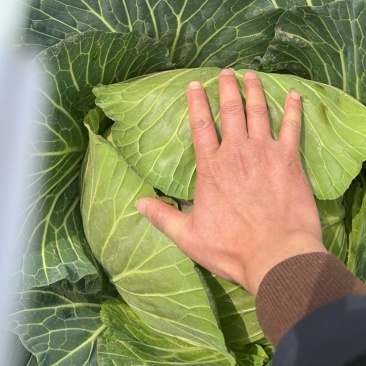 四川紧包厚皮莲花白甘蓝