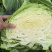 四川紧包厚皮莲花白甘蓝
