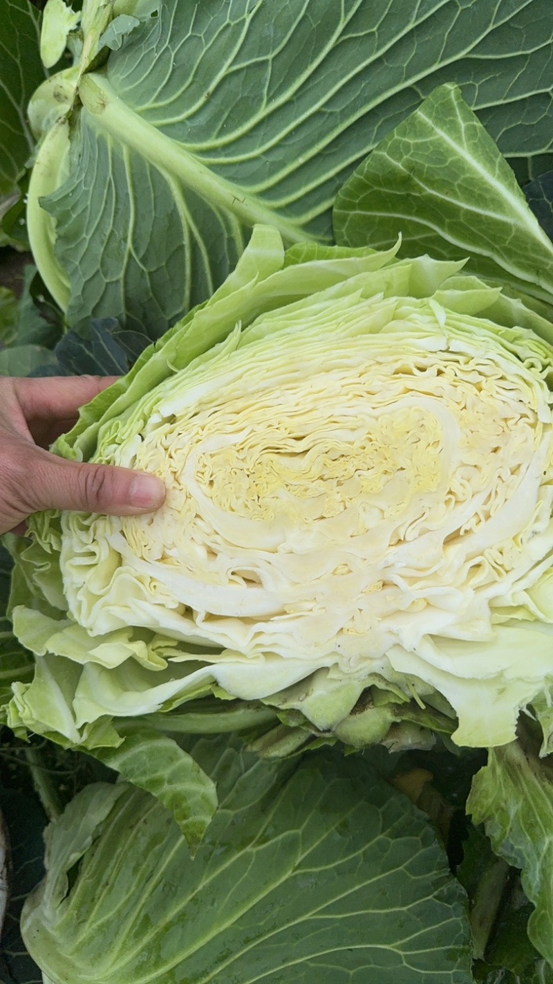 四川紧包厚皮莲花白甘蓝