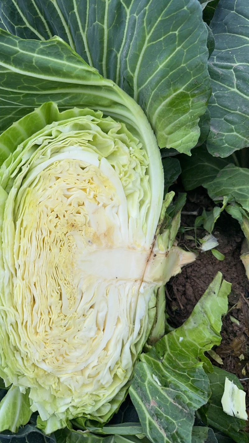 四川紧包厚皮莲花白甘蓝
