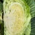 四川紧包厚皮莲花白甘蓝