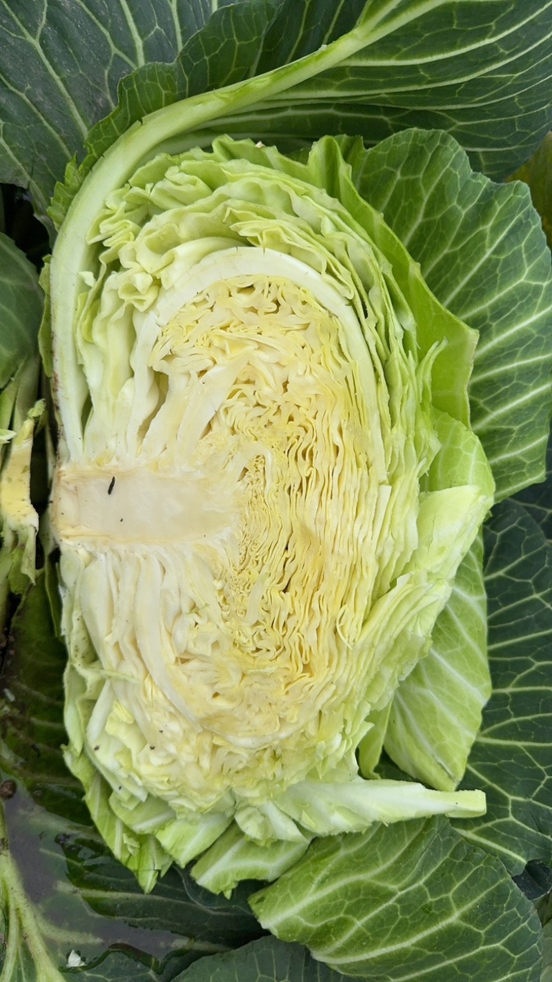四川紧包厚皮莲花白甘蓝