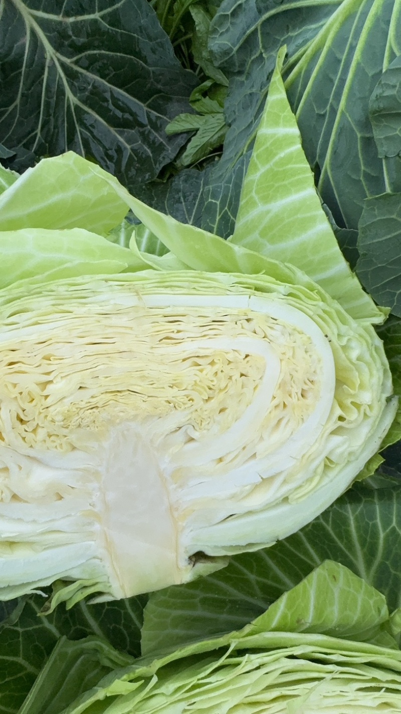 四川紧包厚皮莲花白甘蓝