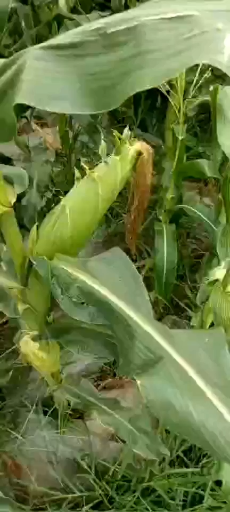 【优质商家】水果玉米。产地一手货源安徽