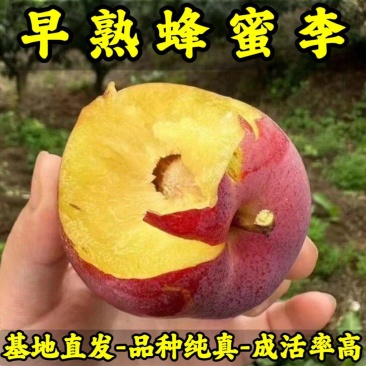 早熟蜂蜜李子苗品种纯真基地现起现发成活率高