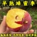 早熟蜂蜜李子苗品种纯真基地现起现发成活率高