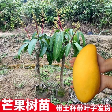 金煌芒果苗
