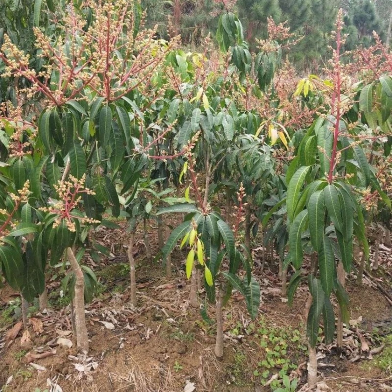 金煌芒果苗