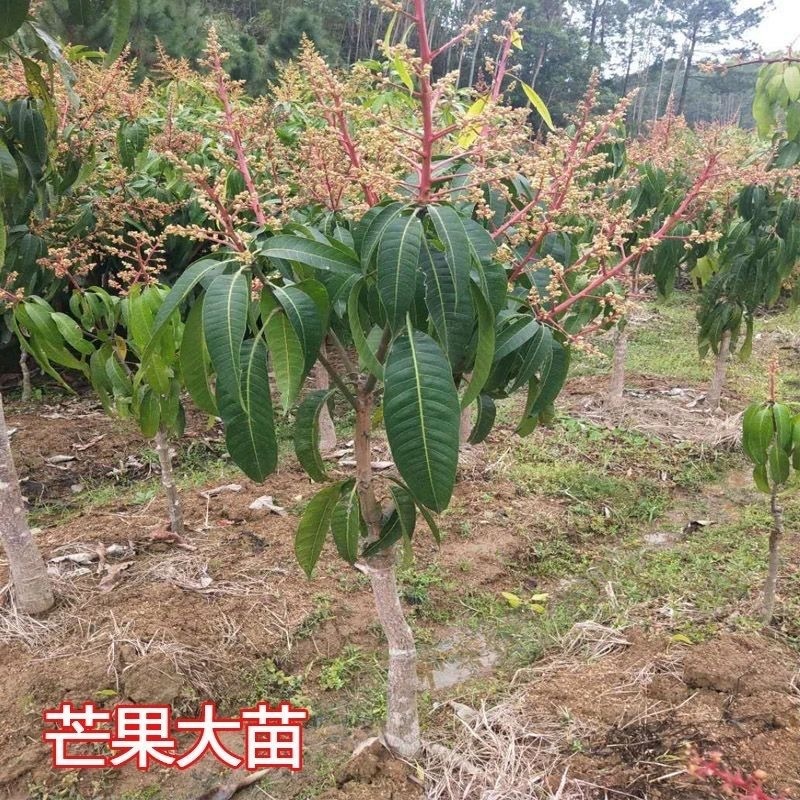 金煌芒果苗