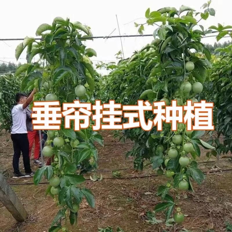 钦蜜9号百香果苗