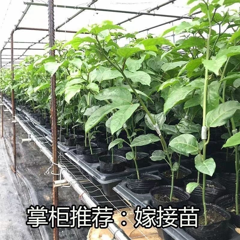 钦蜜9号百香果苗