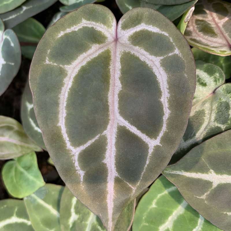 水晶花烛种苗红水晶自培品种基地直发