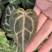 水晶花烛种苗红水晶自培品种基地直发