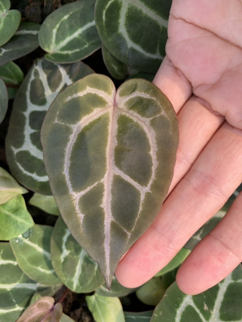 水晶花烛种苗红水晶自培品种基地直发