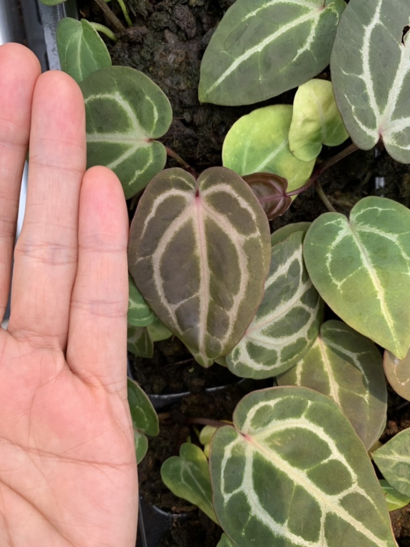 水晶花烛种苗红水晶自培品种基地直发