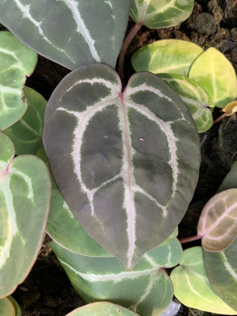 水晶花烛种苗红水晶自培品种基地直发