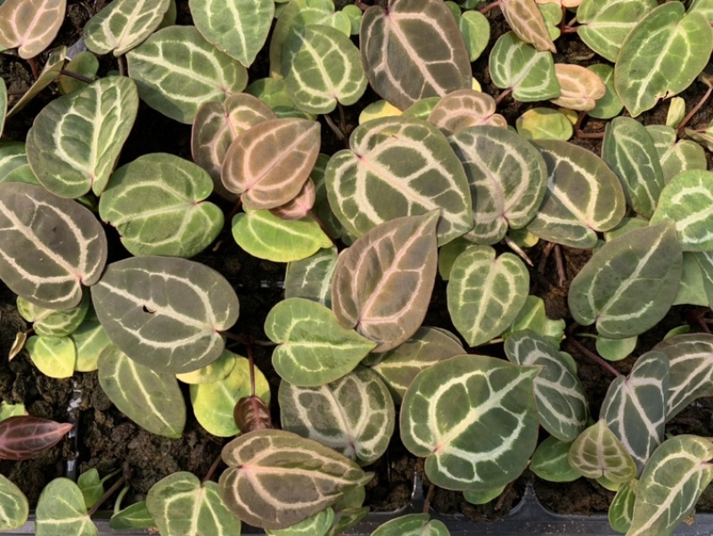 水晶花烛种苗红水晶自培品种基地直发