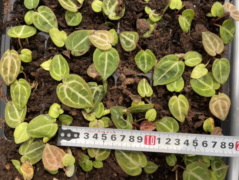 水晶花烛种苗红水晶自培品种基地直发