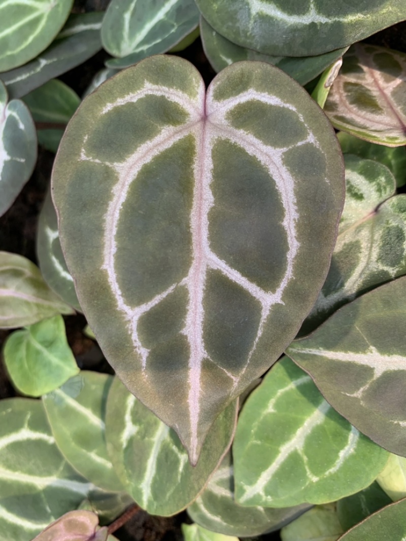 水晶花烛种苗红水晶自培品种基地直发