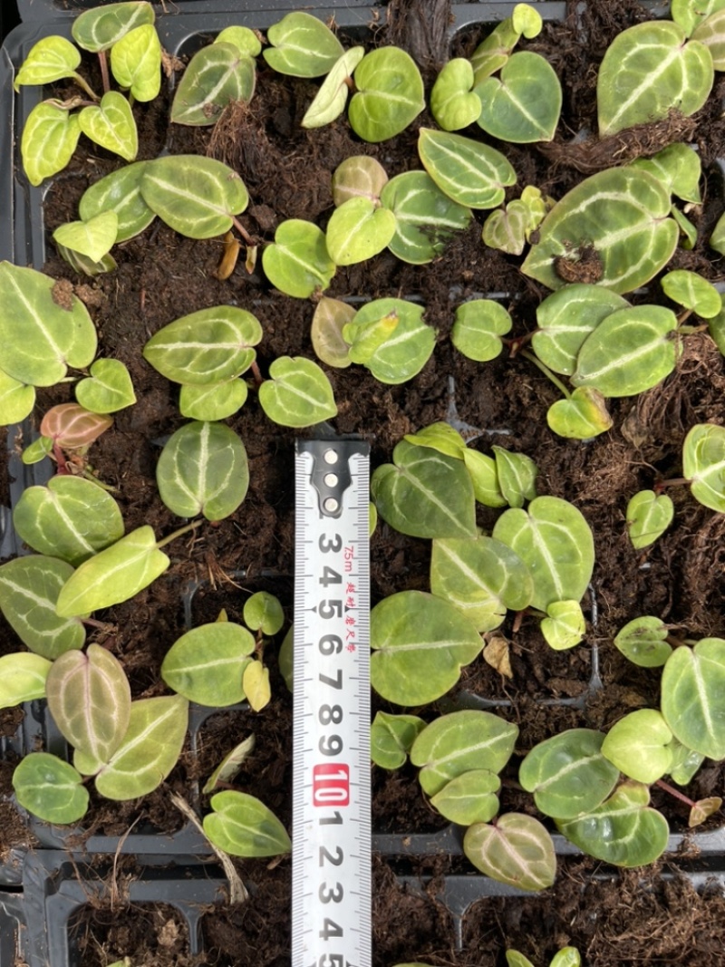 水晶花烛种苗红水晶自培品种基地直发