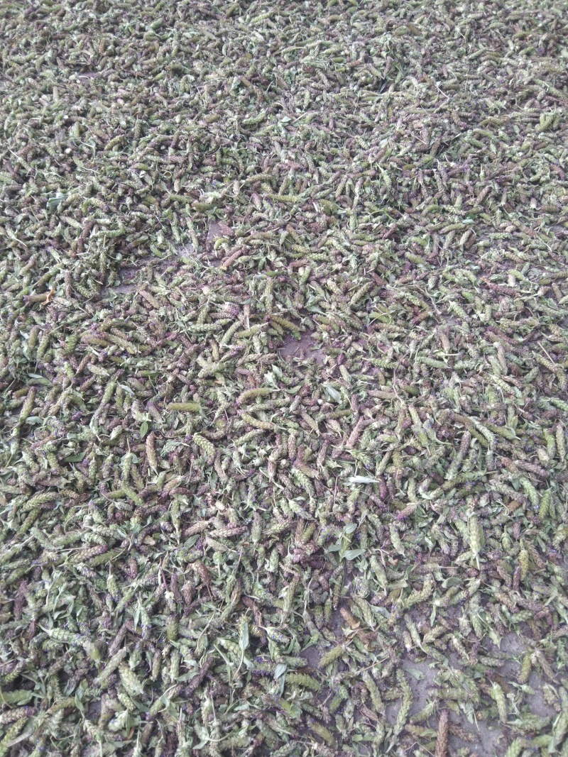 2025夏枯草青花产地直销质高价优