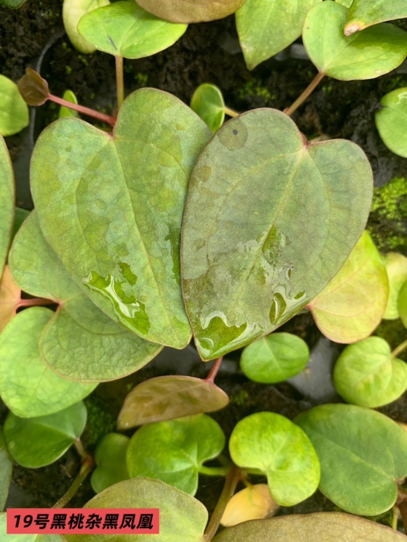 水晶花烛种苗黑桃杂黑凤凰自培品种基地直发
