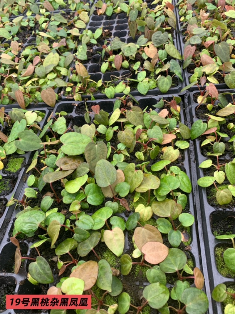 水晶花烛种苗黑桃杂黑凤凰自培品种基地直发