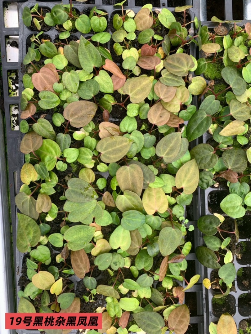 水晶花烛种苗黑桃杂黑凤凰自培品种基地直发