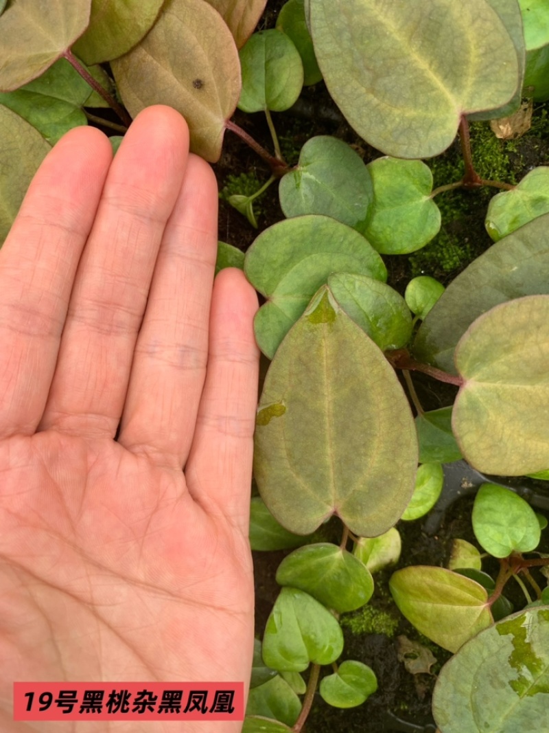 水晶花烛种苗黑桃杂黑凤凰自培品种基地直发