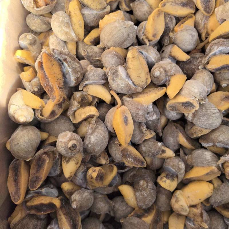 老婆脚，假鲍鱼，鲍螺，