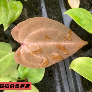 水晶花烛种苗蝶桃杂黑麻麻自培品种基地直发