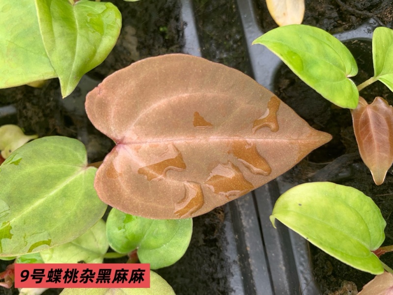 水晶花烛种苗蝶桃杂黑麻麻自培品种基地直发