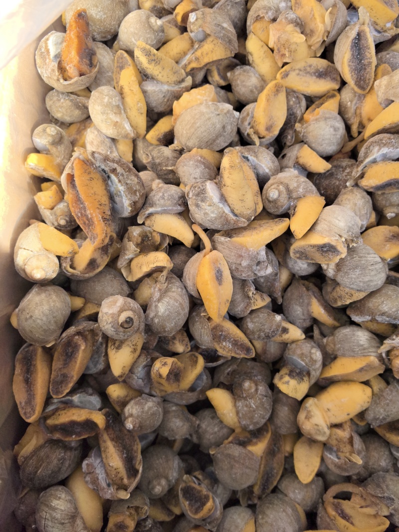 老婆脚，假鲍鱼，鲍螺，