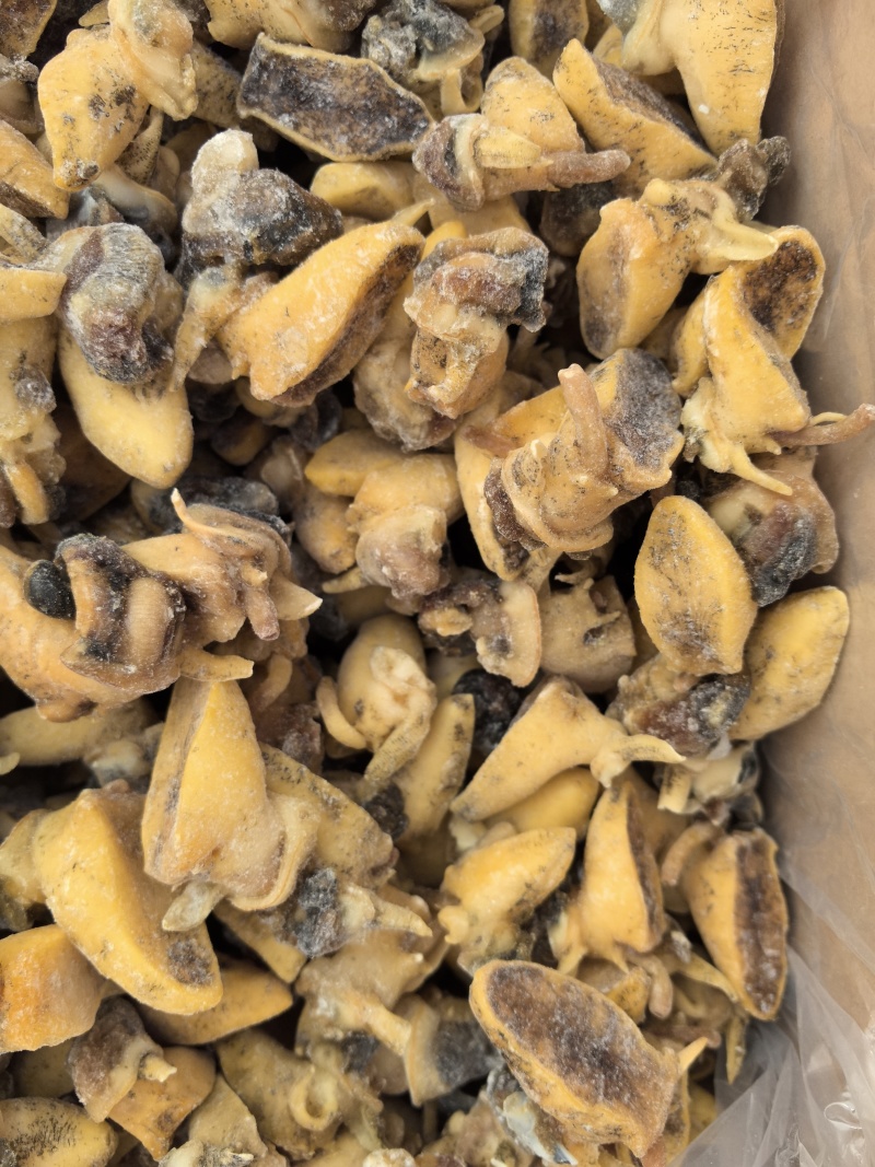 老婆脚，假鲍鱼，鲍螺，