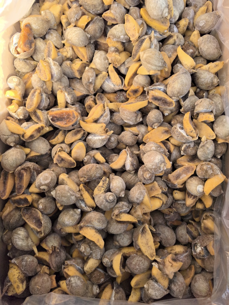 老婆脚，假鲍鱼，鲍螺，