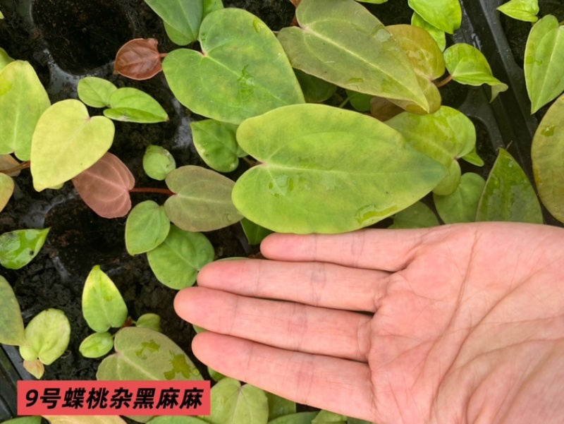 水晶花烛种苗蝶桃杂黑麻麻自培品种基地直发