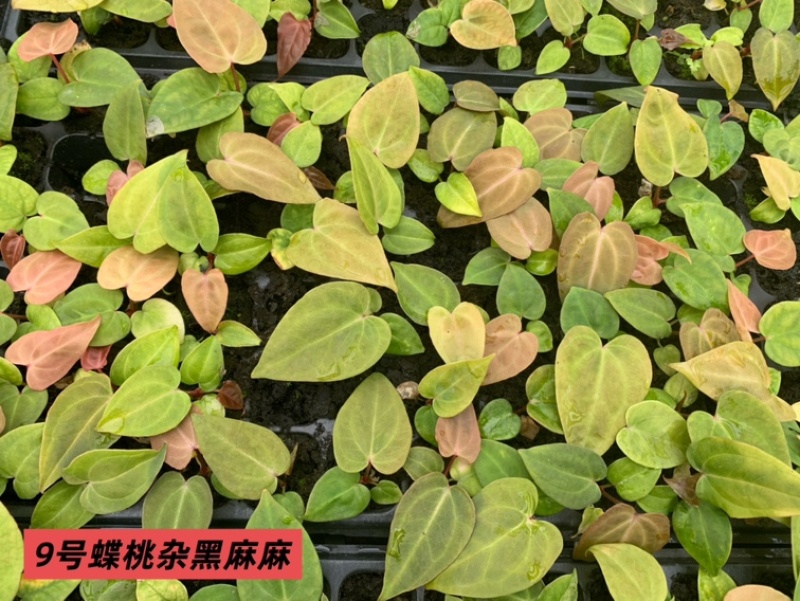水晶花烛种苗蝶桃杂黑麻麻自培品种基地直发