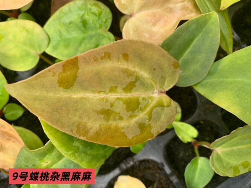 水晶花烛种苗蝶桃杂黑麻麻自培品种基地直发