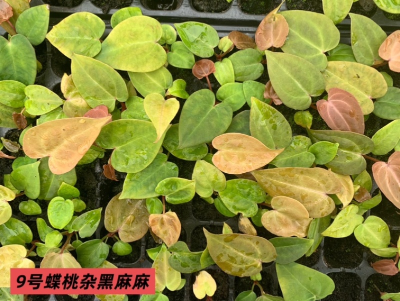 水晶花烛种苗蝶桃杂黑麻麻自培品种基地直发