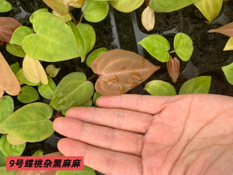 水晶花烛种苗蝶桃杂黑麻麻自培品种基地直发