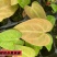 水晶花烛种苗蝶桃杂黑麻麻自培品种基地直发