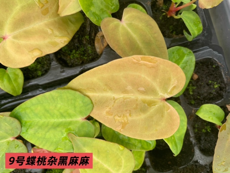 水晶花烛种苗蝶桃杂黑麻麻自培品种基地直发