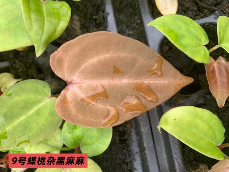 水晶花烛种苗蝶桃杂黑麻麻自培品种基地直发