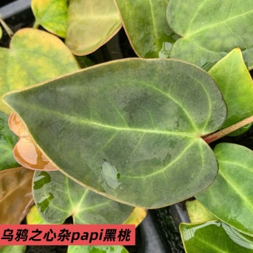 水晶花烛种苗乌鸦之心杂papi黑桃自培品种