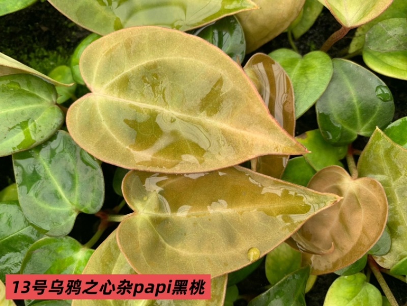 水晶花烛种苗乌鸦之心杂papi黑桃自培品种